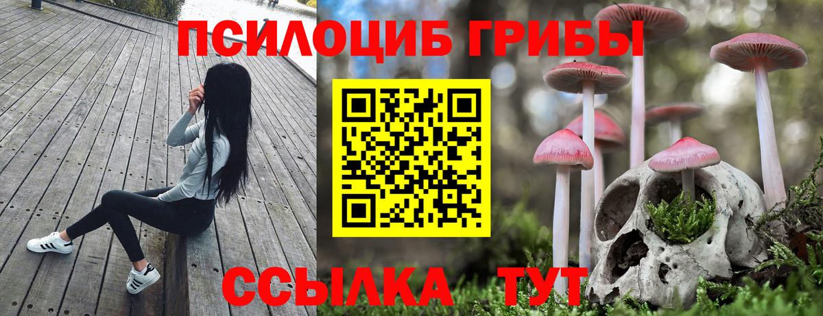 Похвистнево  Псилоцибиновые грибы прущие грибы  Вход с VPN  Галлюциногенные грибы Psilocybe 